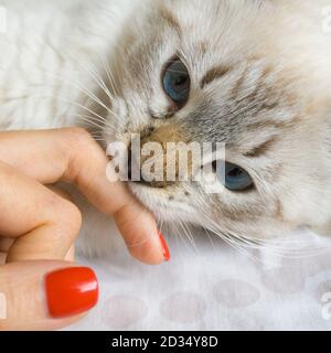 Siberian Neva Masquerade gatto, gattino 9 mesi, con bella occhi blu primi piano giocare con mano femminile con unghie rosse Foto Stock