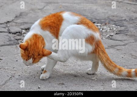 Gatto rosso graffiare pulci in cortile esterno Foto Stock