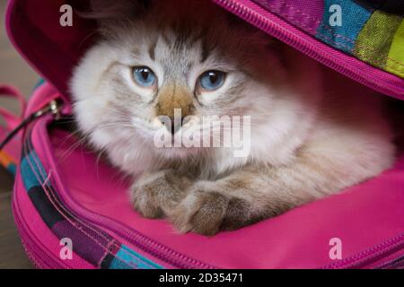 Siberian Neva Masquerade gatto con gli occhi blu bella seduta in uno zaino scuola. Concetto di ritorno a scuola Foto Stock