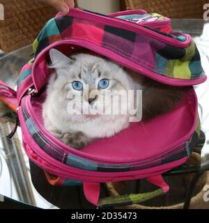 Siberian Neva Masquerade gatto con gli occhi blu bella seduta in un colorato zaino scuola. Concetto di ritorno a scuola Foto Stock