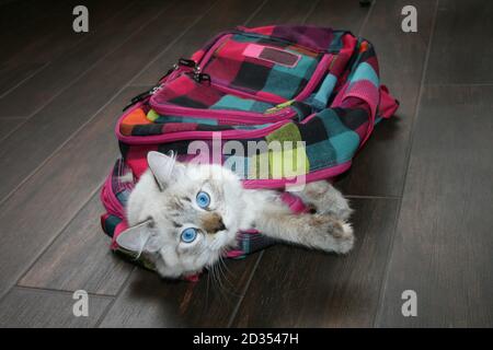 Siberian Neva Masquerade gatto con gli occhi blu bella seduta in un colorato zaino scuola. Concetto di ritorno a scuola Foto Stock