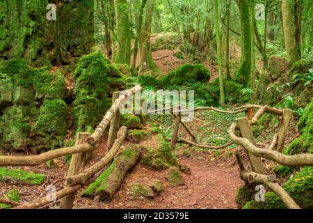 Foresta magica in Inghilterra Foto Stock