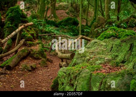 Foresta magica in Inghilterra Foto Stock