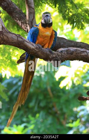 Macaw blu-e-giallo (Ara ararauna) arroccato su un ramo nel Pantanal brasiliano. Miranda Mato Grosso do sul Foto Stock