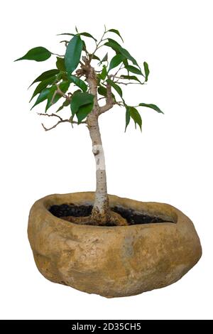 Ficus Benjamin bonsai in una bella pentola di argilla isolata su sfondo bianco. Impianto domestico. Foto Stock