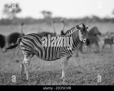 Zebra comune (Equus quagga) rovistando nella savana bushveld del parco nazionale Kruger Sud Africa in bianco e nero Foto Stock