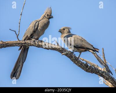 Grigio go-away-bird (Corythaixoides concolor) o Lourie uccello giovane corteggiamento sul ramo nel parco nazionale Kruger Sud Africa Foto Stock