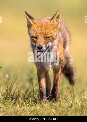 Volpe rossa (Vulpes vulpes) ritratto con sfondo verde brillante. Questo bellissimo animale selvaggio della natura selvaggia. Camminando verso la macchina fotografica. Foto Stock