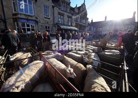 Uppingham ( Rutland ) Fat Stock Show 02.12.15 Regno Unito ovini suini e bestiame mercato inglese vita rurale Foto Stock