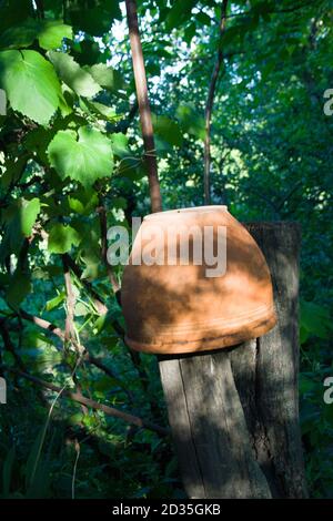 Vecchia pentola di argilla e vite in un giardino rurale in una giornata estiva di sole Foto Stock