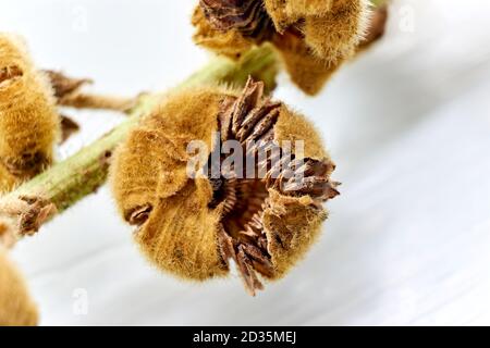 La chiocciola di un baccello di semi di hollyhock marrone asciutto sullo stelo su uno sfondo bianco. Foto Stock