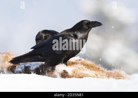 Corvo comune in piedi su preda nella neve in inverno. Foto Stock