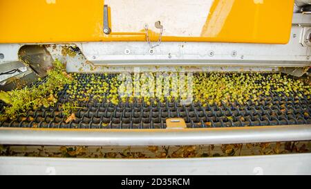 Processo di frantumazione delle uve in vinificazione. Lavorazione dell'uva. Foto Stock