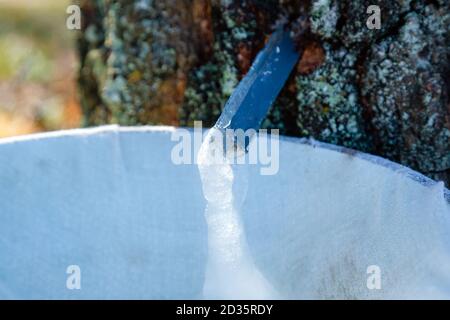 Primo piano di linfa di betulla surgelata in una fredda mattina di primavera. Raccolta di succo di betulla in natura Foto Stock