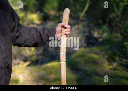 Primo piano di uomo che tiene un bastone da passeggio nella foresta. Palo da passeggio in legno fatto a mano in mano di camminatore in una giornata di sole Foto Stock