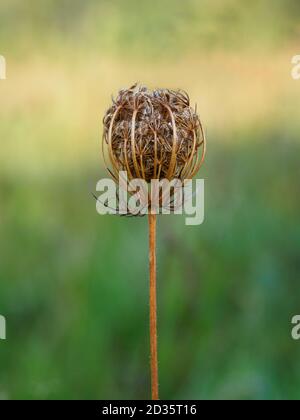 Daucus carota, carota selvatica in autunno, Regno Unito Foto Stock