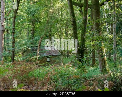 Cabina nascosta in una foresta, Thetford Forest, Norfolk, Regno Unito Foto Stock