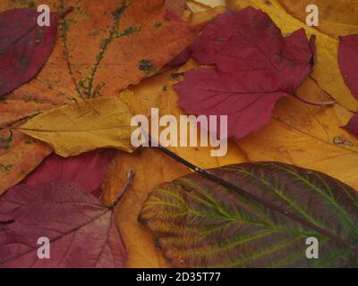Caduto foglie colorate d'autunno giacciono a terra. Primo piano. Foto Stock