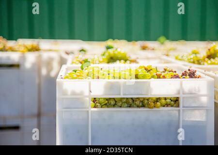 Avvio del processo di produzione del vino. Uve gialle che raccolgono uve gialle fresche in scatole dopo la vendemmia. Foto Stock