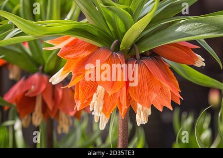 Corona imperiale fritillaria (Fritillaria imperialis) fiori. Colore arancio dei fiori e con foglie di colore verde. Foto Stock