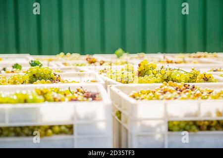 Avvio del processo di produzione del vino. Uve gialle che raccolgono uve gialle fresche in scatole dopo la vendemmia. Foto Stock