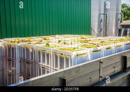 Avvio del processo di produzione del vino. Uve gialle che raccolgono uve gialle fresche in scatole dopo la vendemmia. Foto Stock