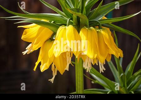 Corona imperiale fritillaria (Fritillaria imperialis) fiori. Colore giallo dei fiori e con foglie di colore verde. Foto Stock