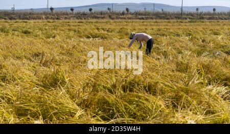 Changchun, la provincia cinese di Jilin. 7 Ott 2020. Un coltivatore raccoglie riso nella città di Xihe di Shulan, nella provincia di Jilin della Cina nordorientale, 7 ottobre 2020. Credit: Yan Linyun/Xinhua/Alamy Live News Foto Stock