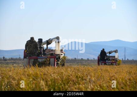 Changchun, la provincia cinese di Jilin. 7 Ott 2020. Gli agricoltori raccolgono il riso nella città di Xihe di Shulan, nella provincia di Jilin, nel nord-est della Cina, 7 ottobre 2020. Credit: Yan Linyun/Xinhua/Alamy Live News Foto Stock