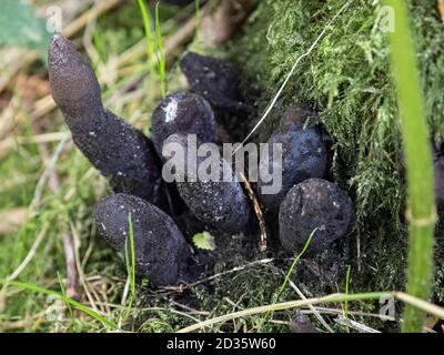 Xylaria polymorpha, dita di uomo morto, Thetford Forest, Norfolk, UK Foto Stock