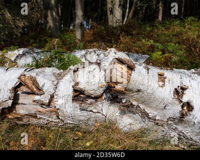 Fallen Silver Birch Tree, Betula pendula, in autunno, Thetford Forest, Norfolk, Regno Unito Foto Stock