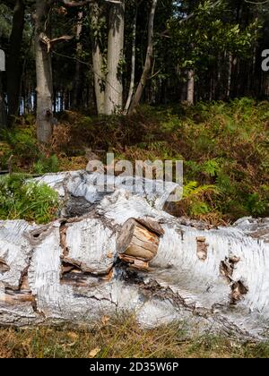 Fallen Silver Birch Tree, Betula pendula, in autunno, Thetford Forest, Norfolk, Regno Unito Foto Stock