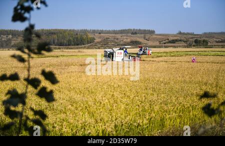 Changchun, la provincia cinese di Jilin. 7 Ott 2020. Gli agricoltori raccolgono il riso nella città di Xihe di Shulan, nella provincia di Jilin, nel nord-est della Cina, 7 ottobre 2020. Credit: Yan Linyun/Xinhua/Alamy Live News Foto Stock