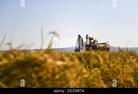 Changchun, la provincia cinese di Jilin. 7 Ott 2020. Un coltivatore raccoglie riso nella città di Xihe di Shulan, nella provincia di Jilin della Cina nordorientale, 7 ottobre 2020. Credit: Yan Linyun/Xinhua/Alamy Live News Foto Stock