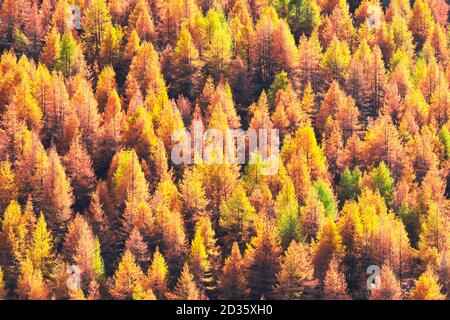 Bella foresta sempreverde con alberi di larice che si voltano al loro colore d'oro d'autunno unico. Alpi svizzere. Natura sfondo, fotografia di paesaggio Foto Stock