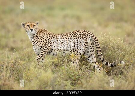 Ghepardo adulto che guarda l'allarme in piedi in erba alta in Ndutu In Tanzania Foto Stock