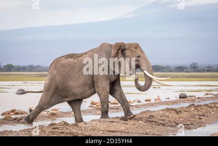 Elefante adulto che cammina in pianure bagnate e fangose di Amboseli Parco Nazionale in Kenya Foto Stock