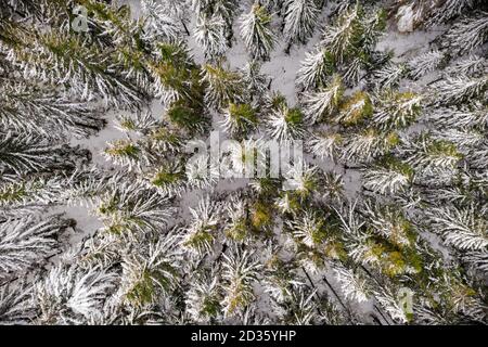 Aereo drone top down volare sopra inverno abete e pineta. Abeti in montagna valle coperta di neve. Fotografia di paesaggio Foto Stock