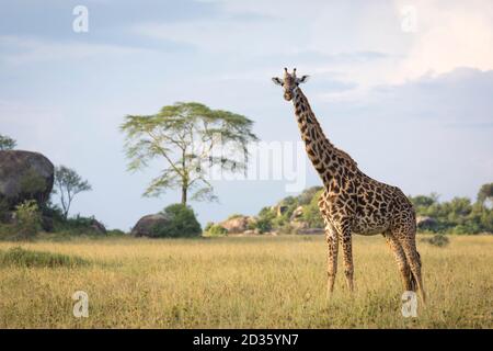 Ritratto orizzontale di una giraffa femminile adulta che guarda in piedi allerta Nel Parco Nazionale di Serengeti in Tanzania Foto Stock