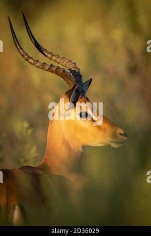 Ritratto verticale di un'impala maschile adulto con catchlight in Il suo occhio in Moremi nel Delta di Okavango in Botswana Foto Stock