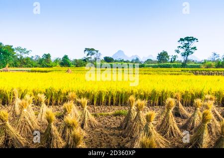 Piante di riso e paesaggio di campo in autunno Foto Stock