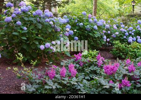Fiori colorati in giardino. Messa a fuoco morbida, rumore aggiunto a belle piante in un parco. Idrangea blu e arbusti Foto Stock