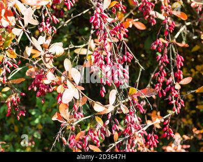 mazzi di bacche di barberry rosso mature su albero su soleggiato giorno d'autunno Foto Stock