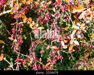 bacche di mirtillo rosso mature su ramoscelli di alberi in autunno soleggiato giorno Foto Stock