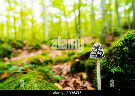 piccolo fungo che cresce sulla terra della foresta tra le pietre ricoperte di muschio, sullo sfondo la luce del sole dorato illumina la foresta sfocata Foto Stock