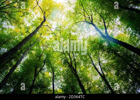 autunno foresta di faggi con il sole che illumina il verde alberi vista dal basso, natura verde legno sfondo, ecologia e natura conservati Foto Stock