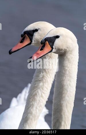 teste di bianco muto cigno sul fiume Foto Stock