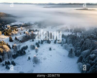 Alberi congelati ricoperti di neve nell'alba foggosa, catturati dall'alto con il drone. Inverno natura sfondo. Transilvania, Romania. Foto Stock