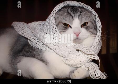 Scottish fold Cat è malato e si trova avvolto in uno scialle. PET sdraiato sul divano con i vestiti gettati sulla parte superiore Foto Stock