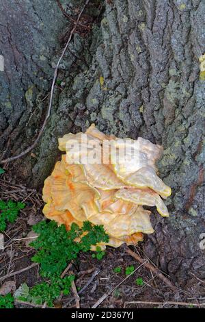 Una grande staffa gialla funghi che cresce sulla corteccia di un albero, Surrey UK Foto Stock